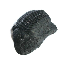 Large Resin Trilobite
