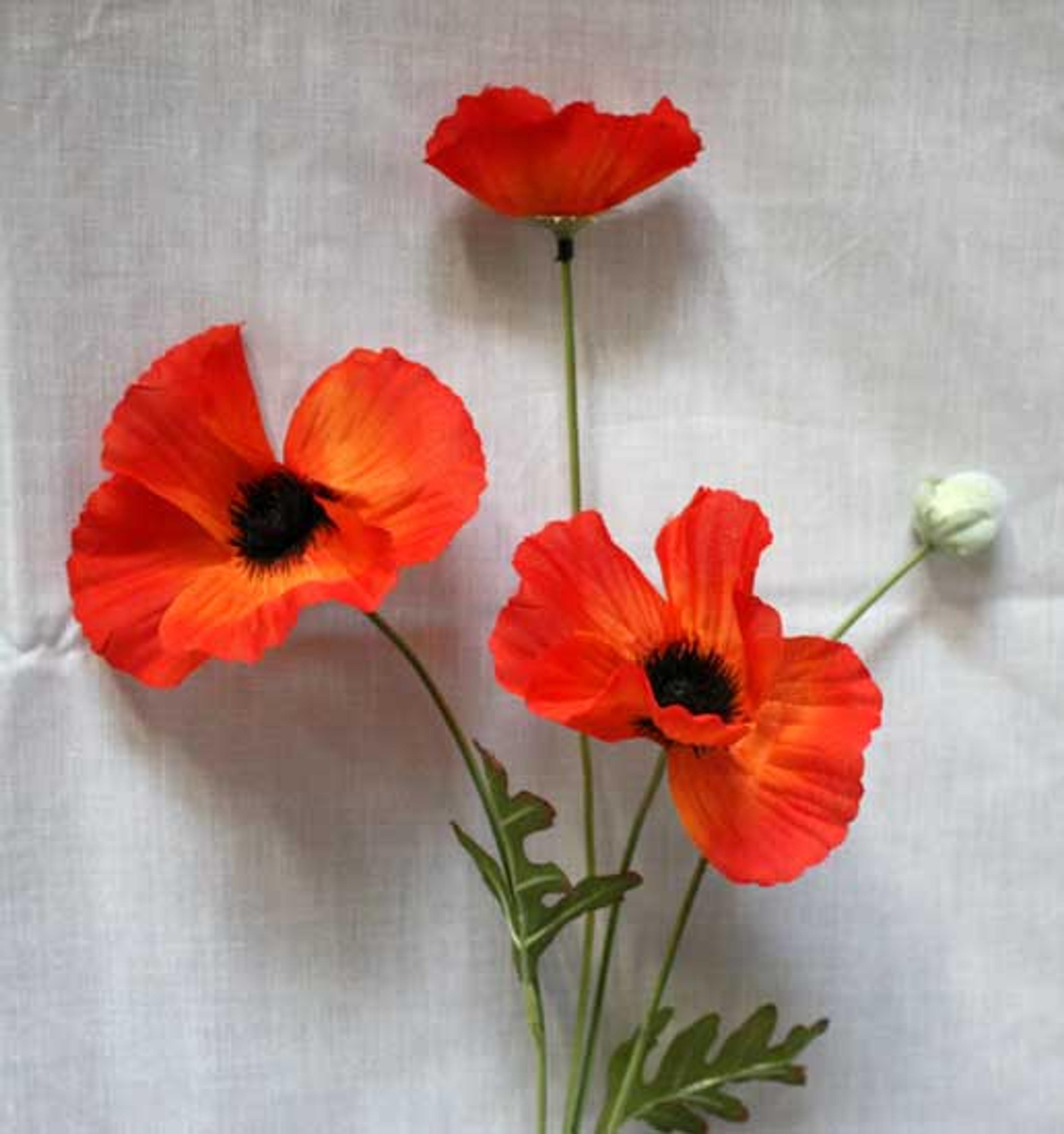 Poppies