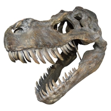 Replica Tyrannosaurus Rex Skull Large - 51cm Long