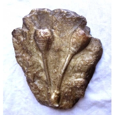 Fossilised Sea Lily Cast