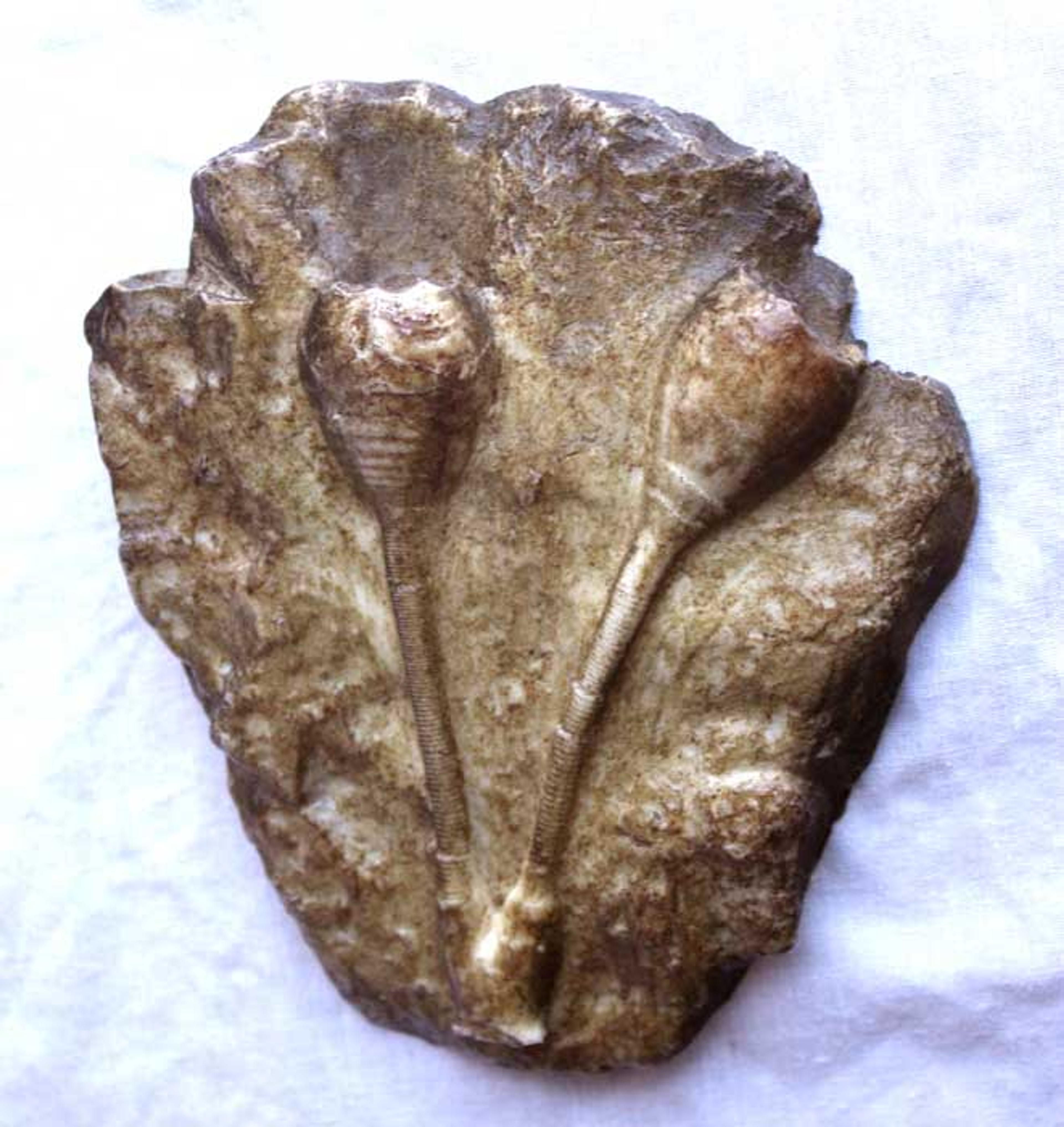 Image 0