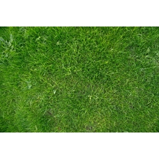 Playmats Images in Nature - Grass
