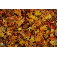 Playmats Images in Nature - Leaves