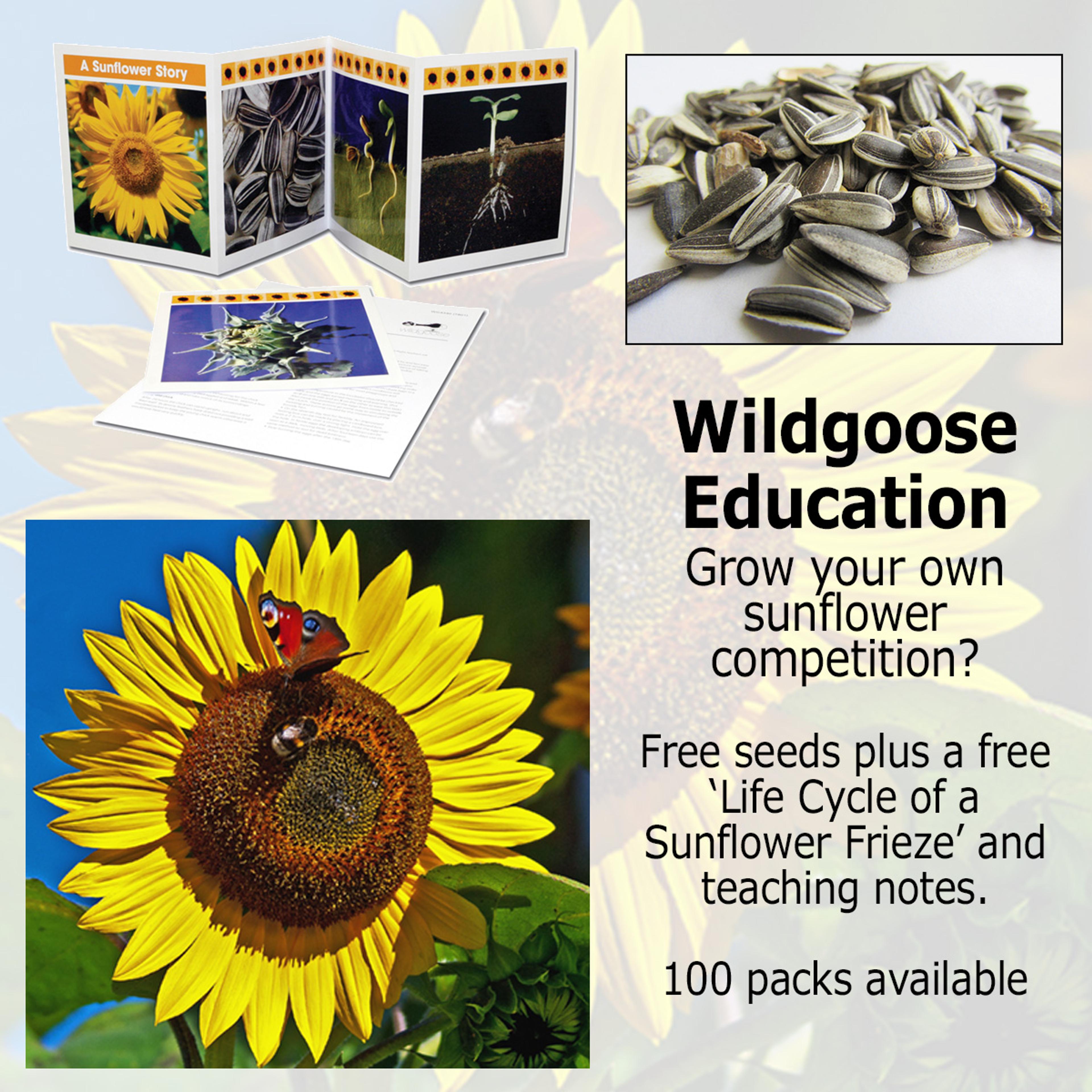 Life Cycle Frieze - A Sunflower Story