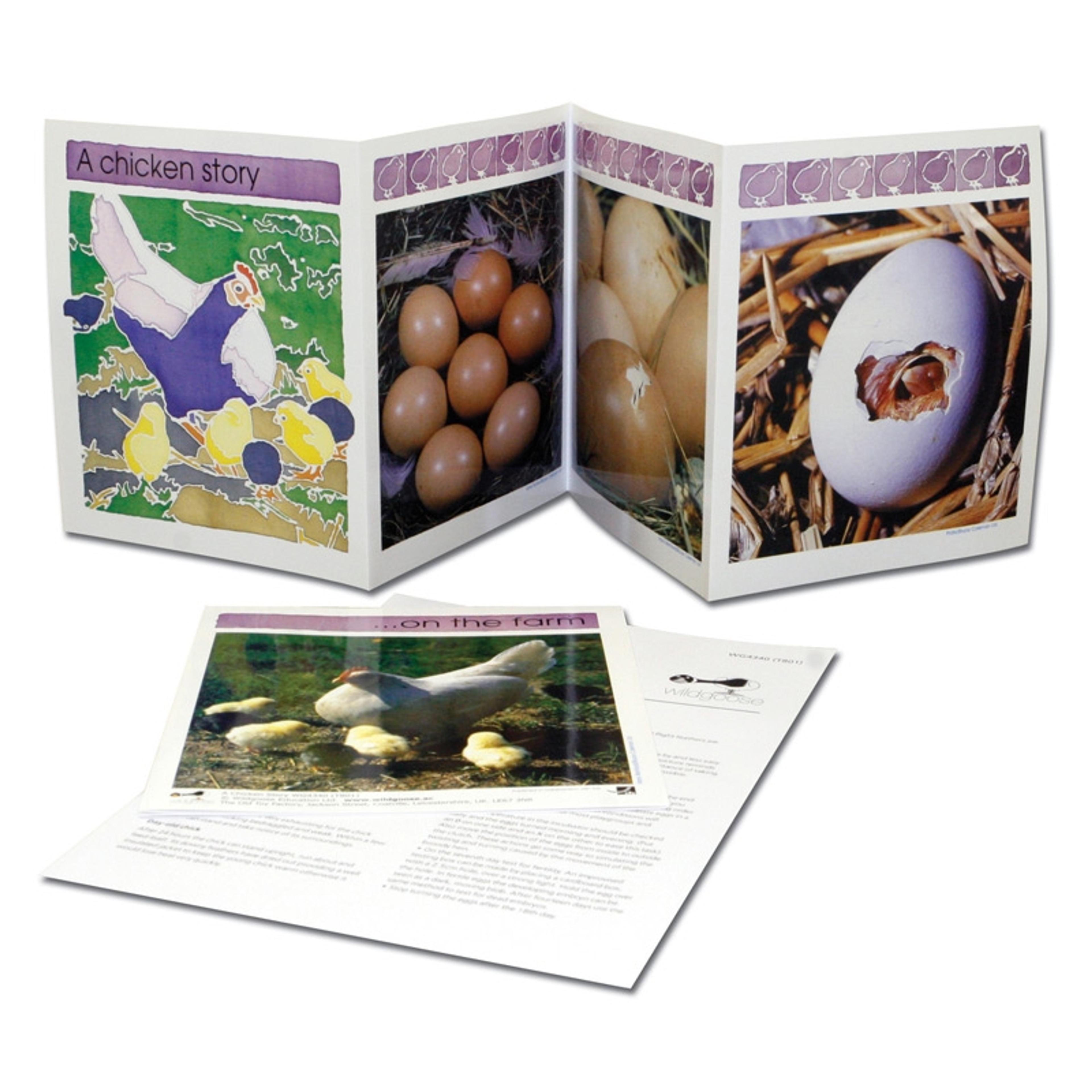 Life Cylce Frieze - A Chicken Story