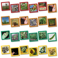 Plant Life Cycle Cards