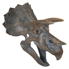 Replica Triceratops Skull