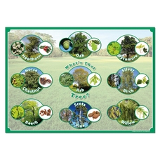 Identification Poster - British Trees