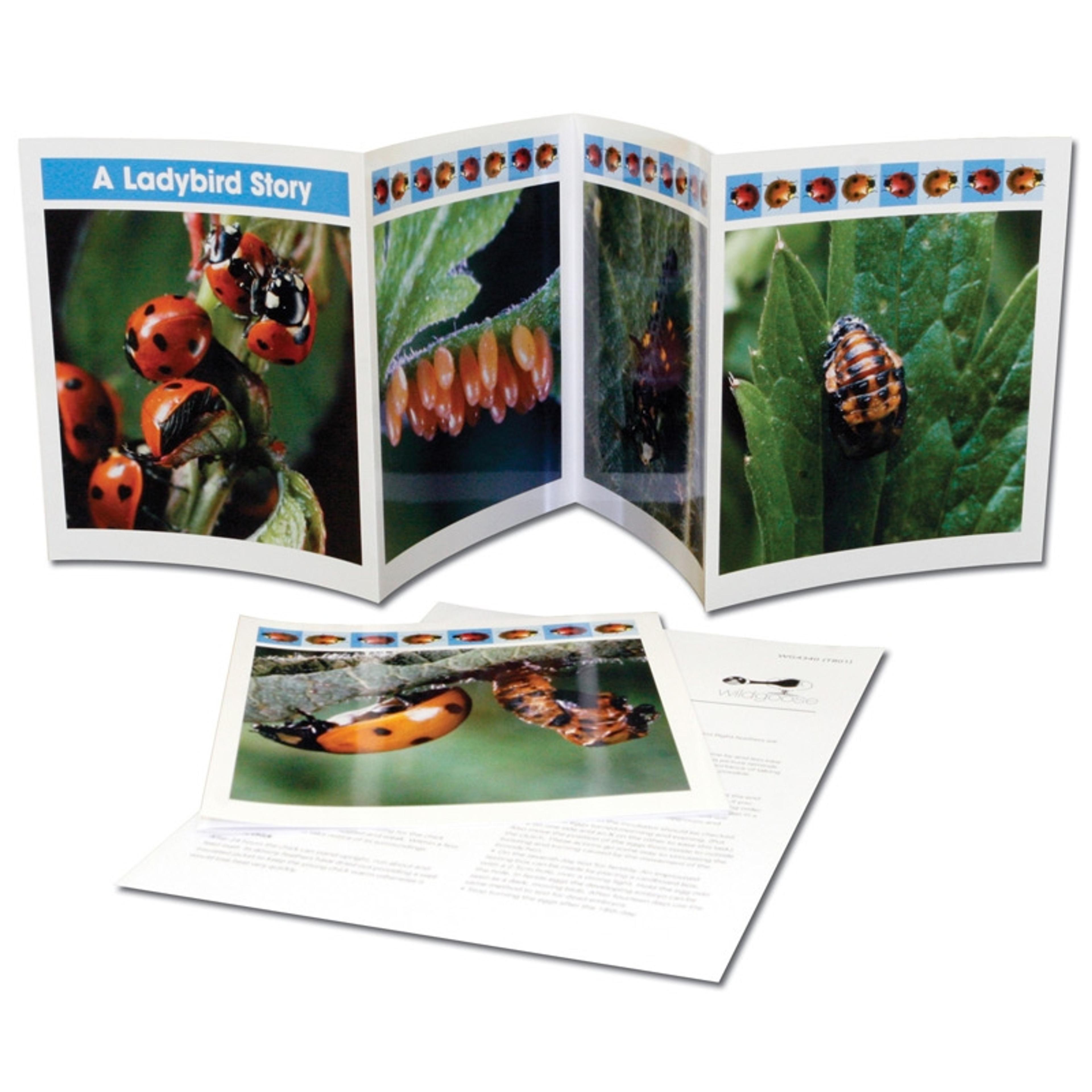 Life Cylce Frieze - A Ladybird Story