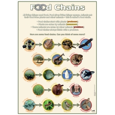Food Chain Poster