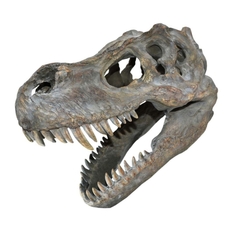 Replica Tyrannosaurus Rex Skull Medium - 37cm Long