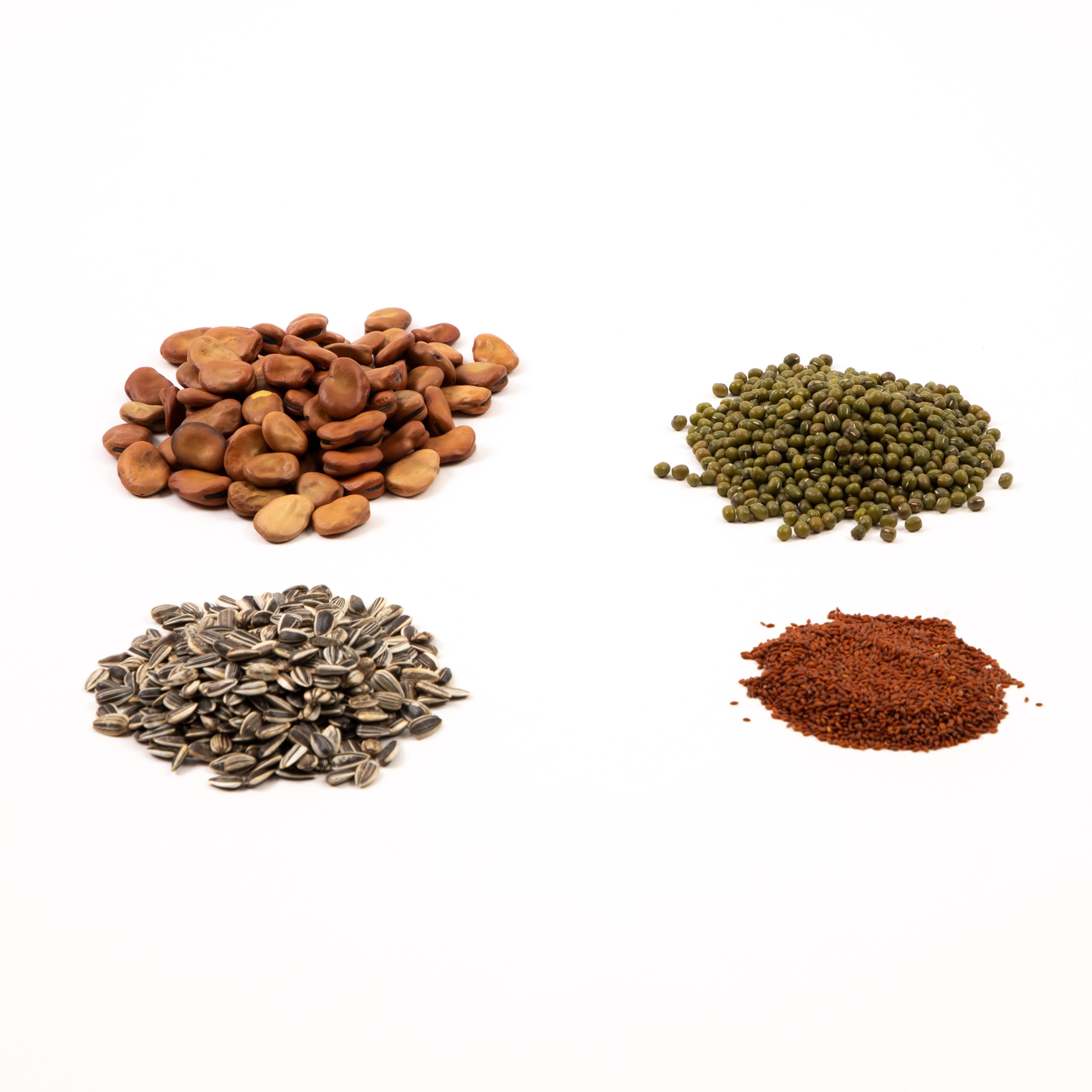 Bumper Seeds Pack - Pack of 4