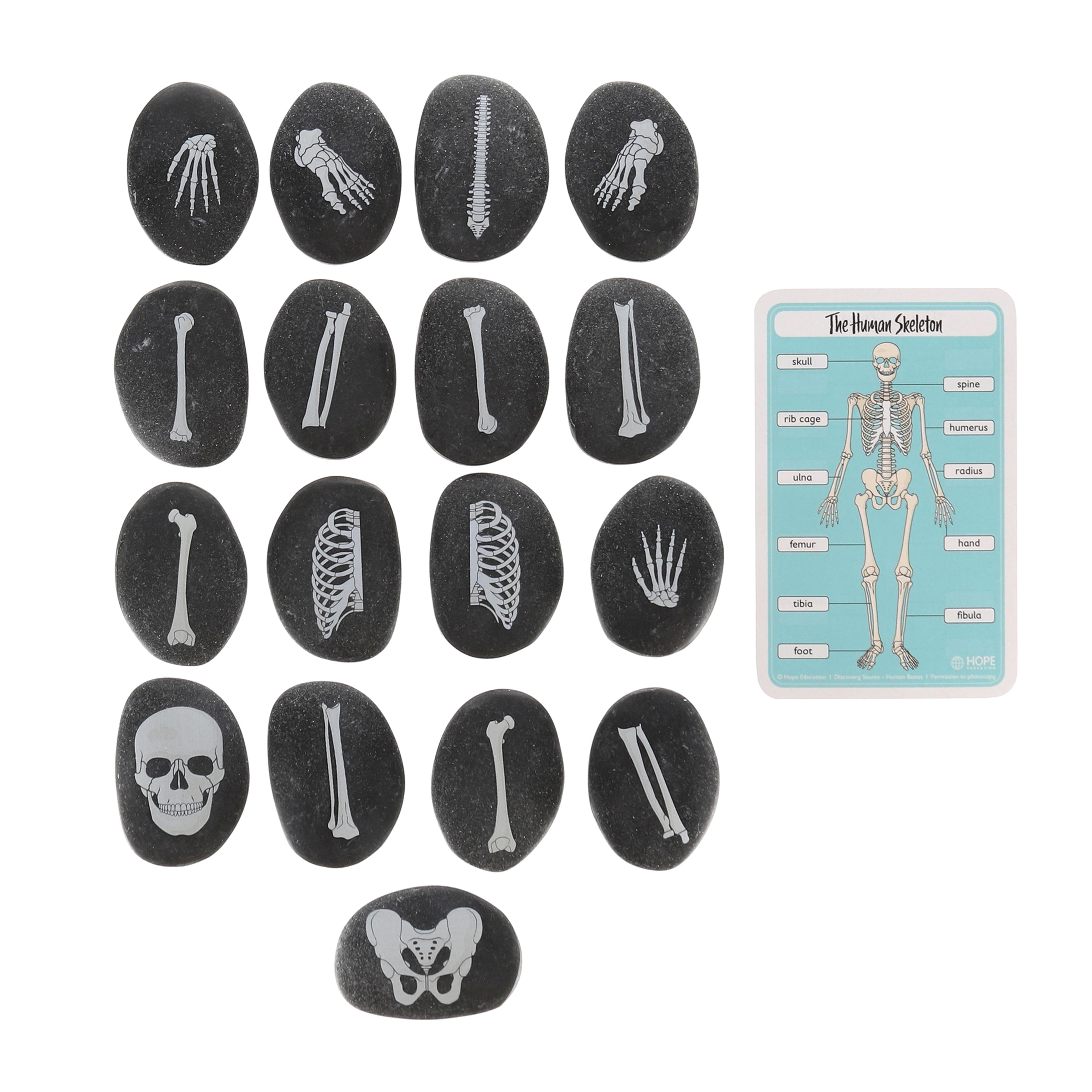 Human Bones Discovery Stones from Hope Education