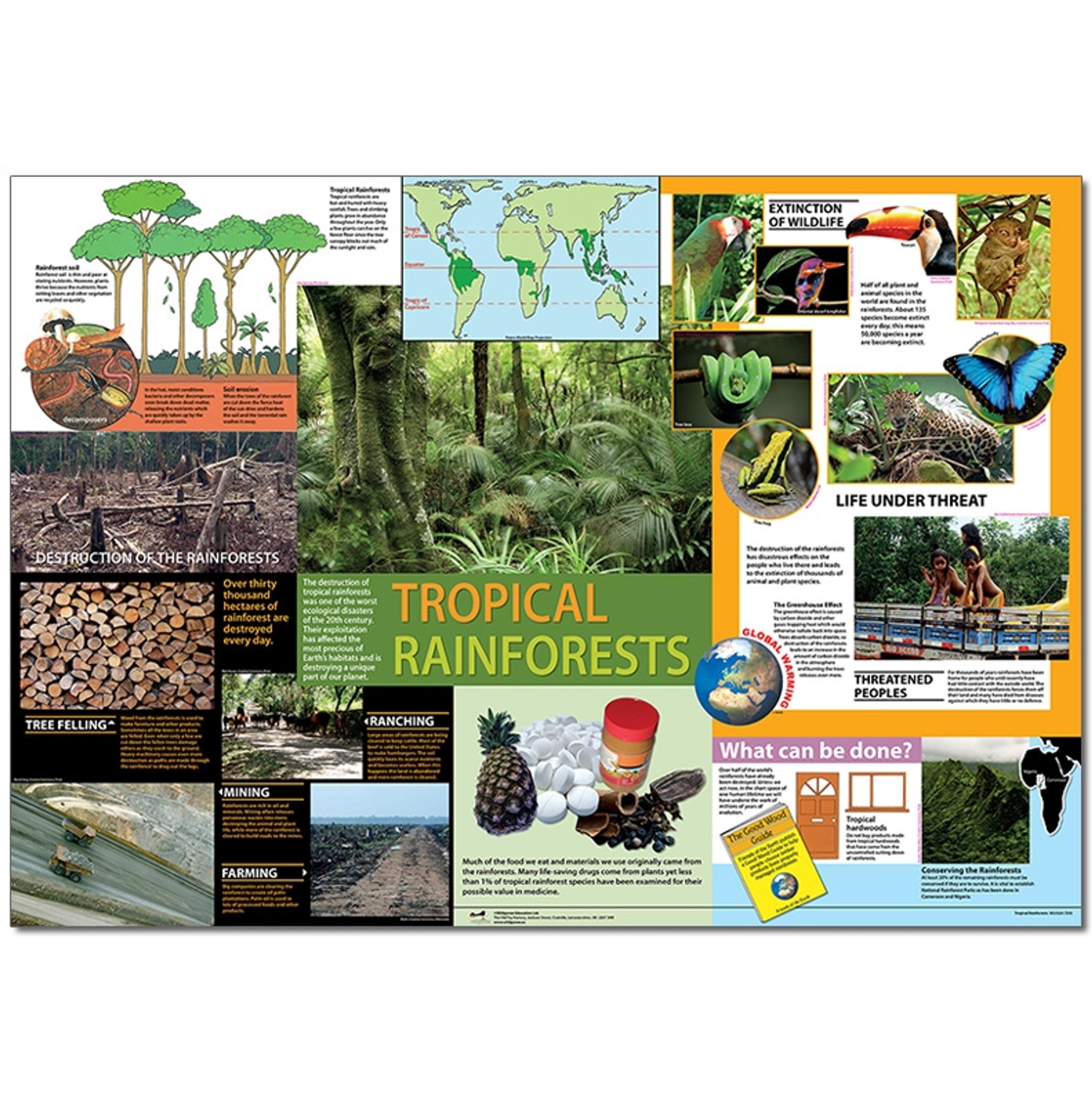 Tropical Rainforest Poster