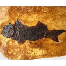 Large Fish Fossil Cast