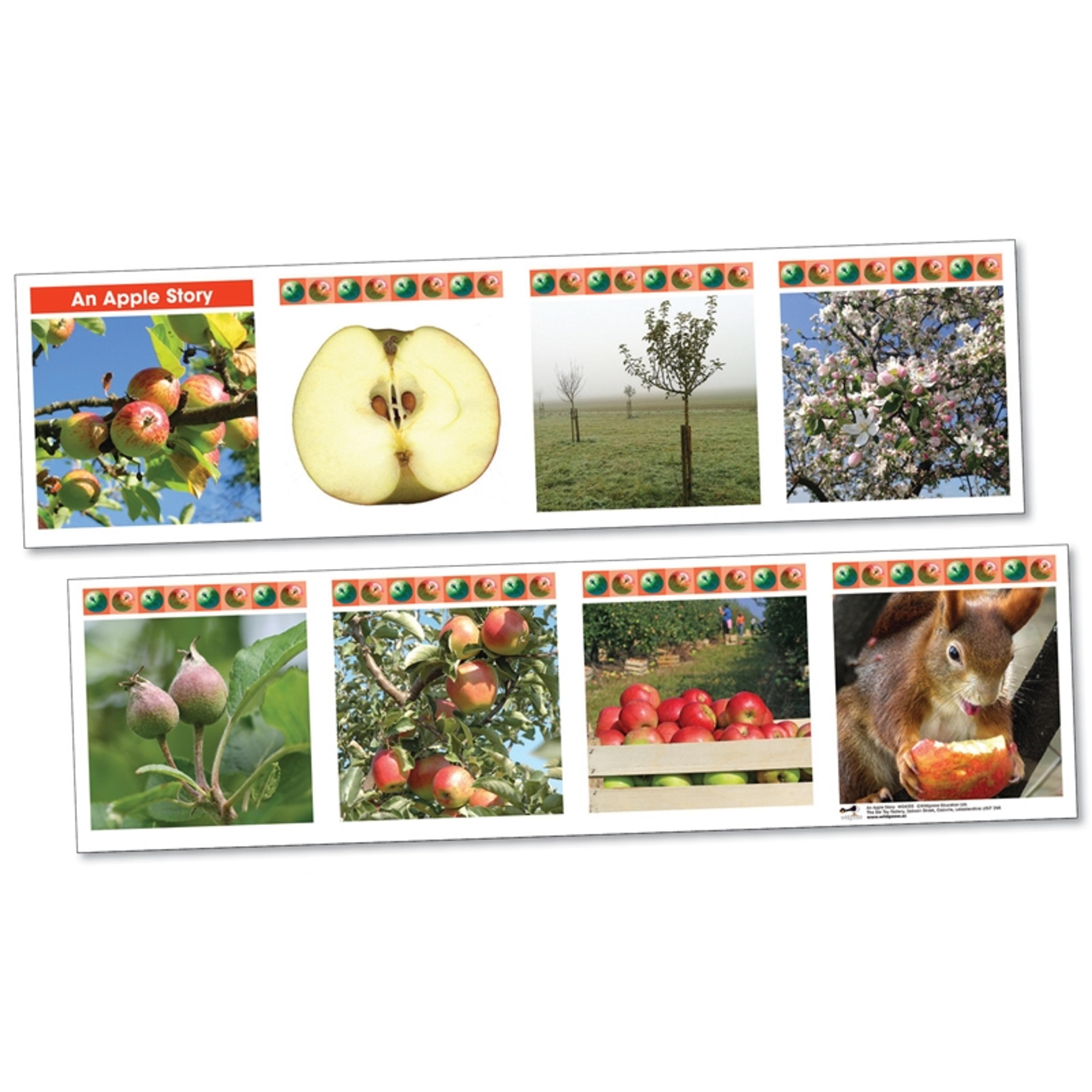 Life Cycle Frieze - An Apple Tree Story