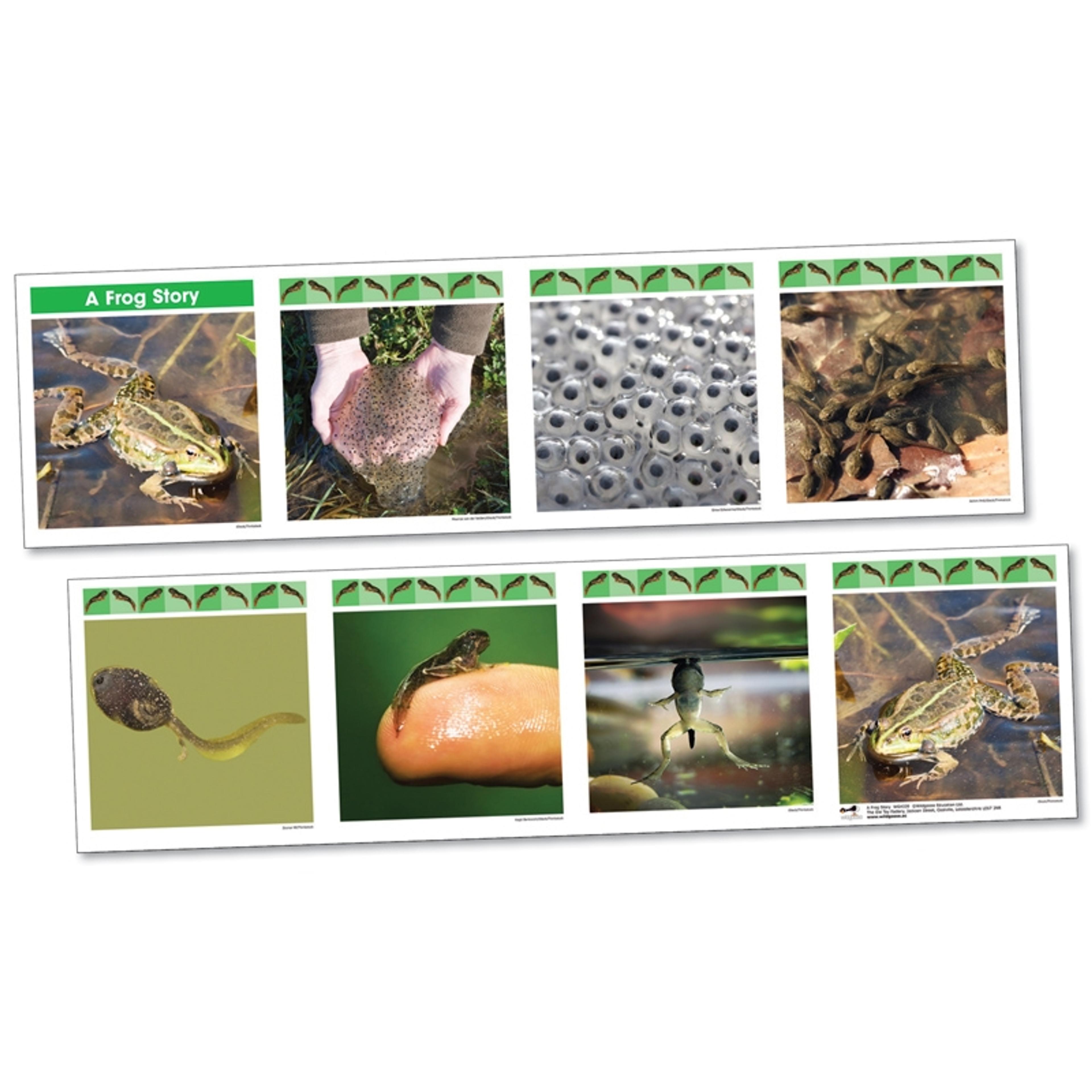 Life Cylce Frieze - A Frog Story