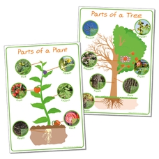 Structure of Plant and Structure of a Tree Poster Set