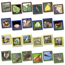 Animal Life Cycle Cards