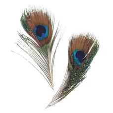 Peacock Feathers Pack