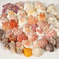 Tropical Shells - 1kg