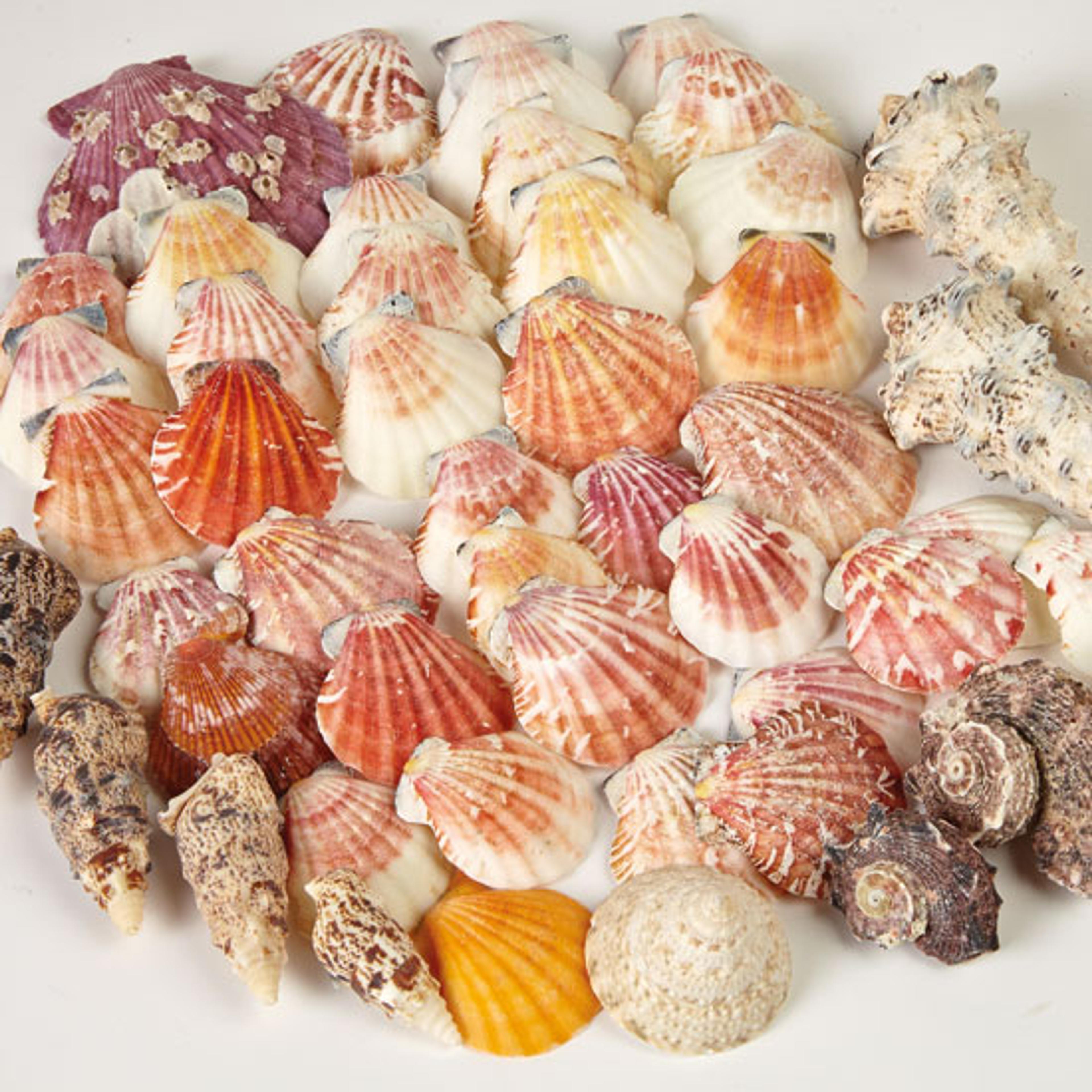 Tropical Shells - 1kg
