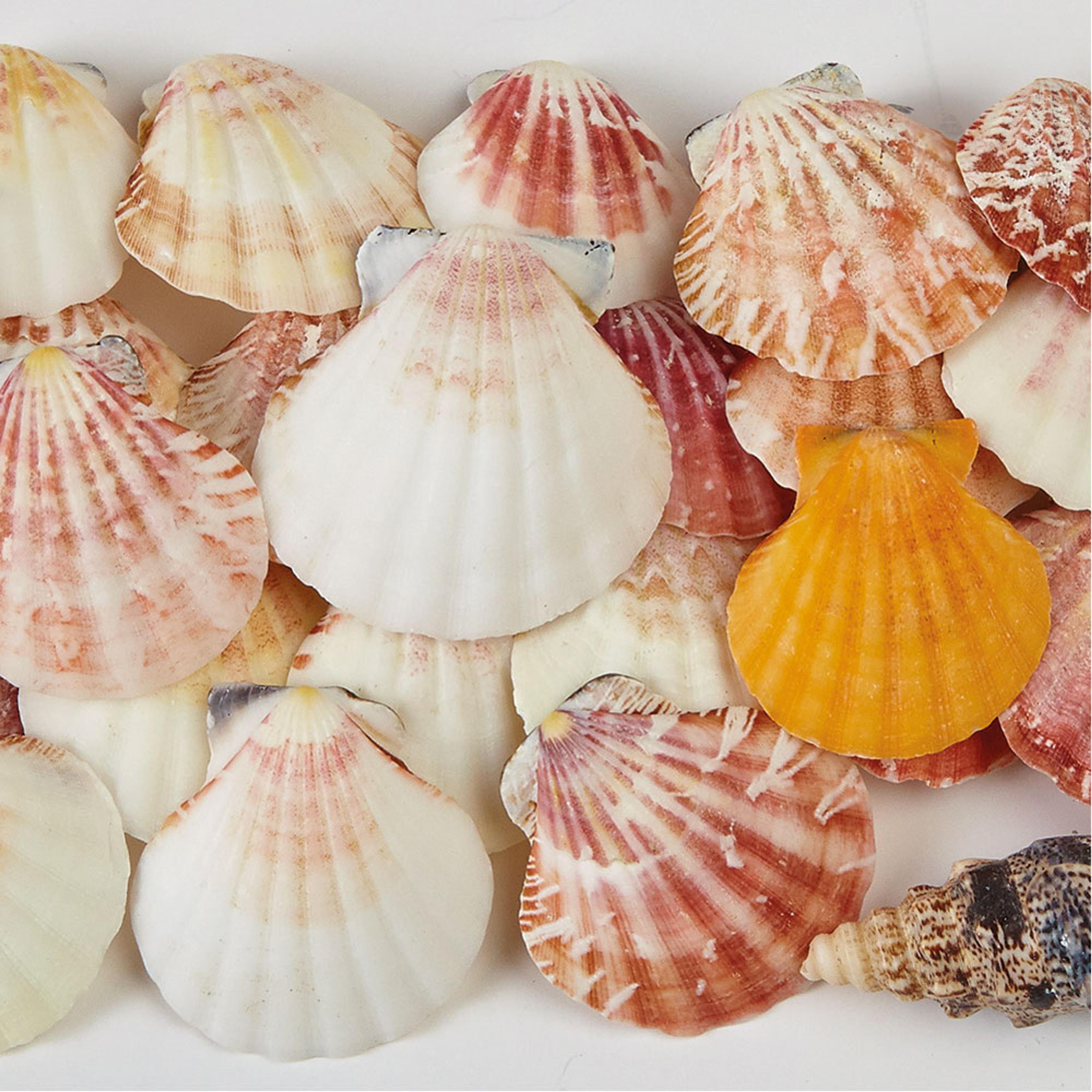 Shells - 500g