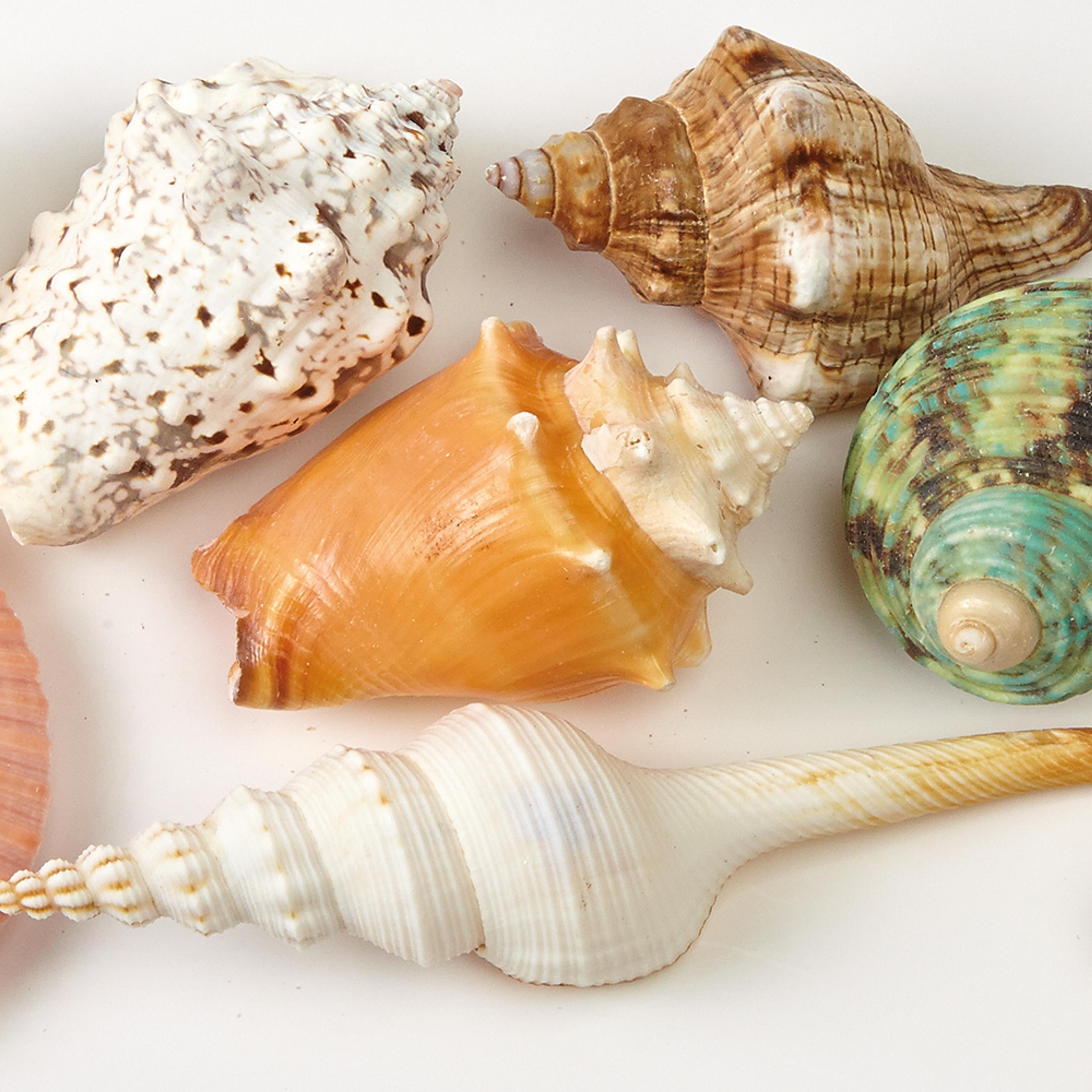Decorative Shells Pack