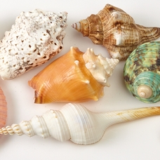 Decorative Shells Pack
