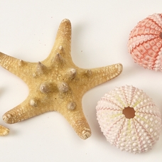 Urchins and Starfish Pack