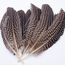 Guinea Hen Feathers Pack