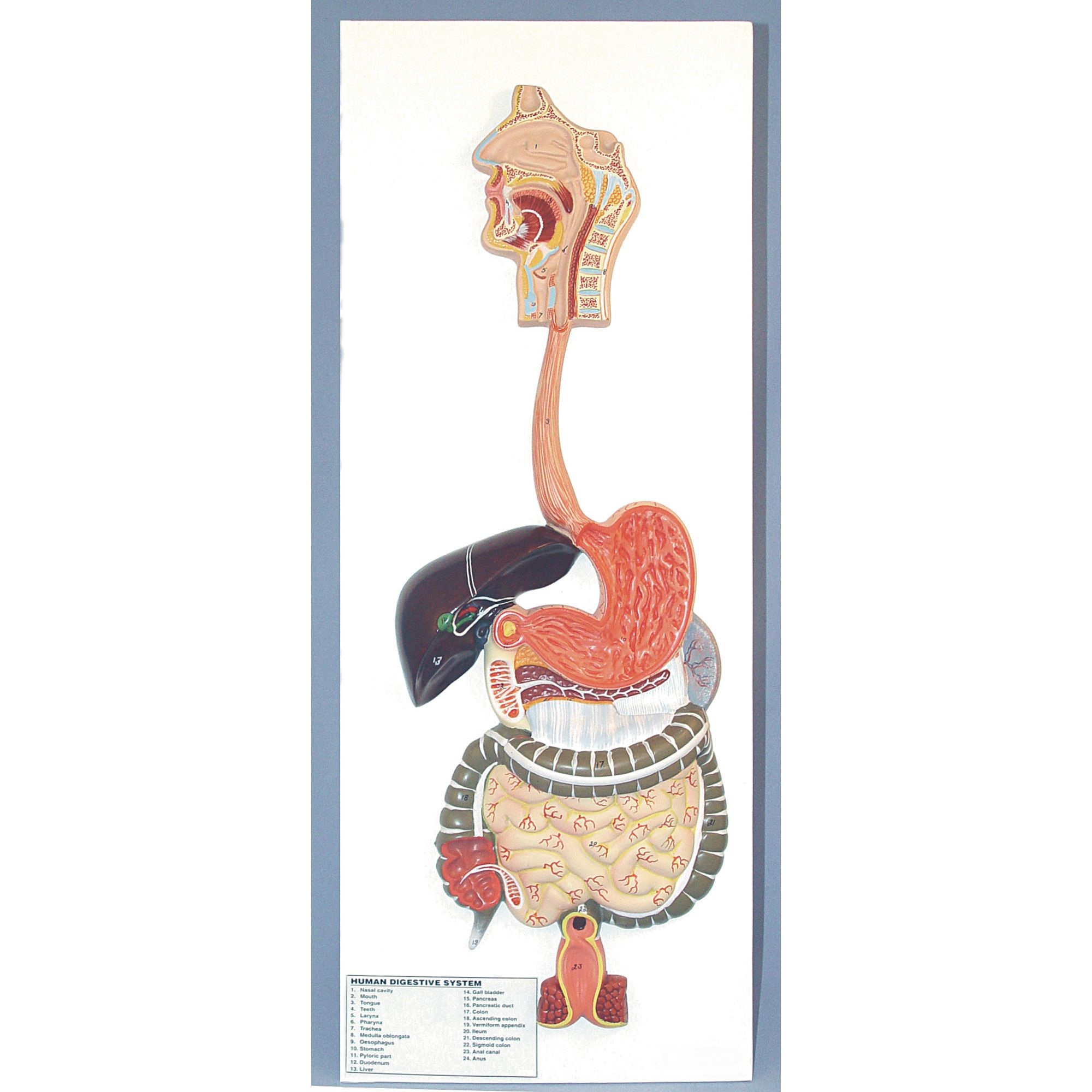 The Digestive System Model