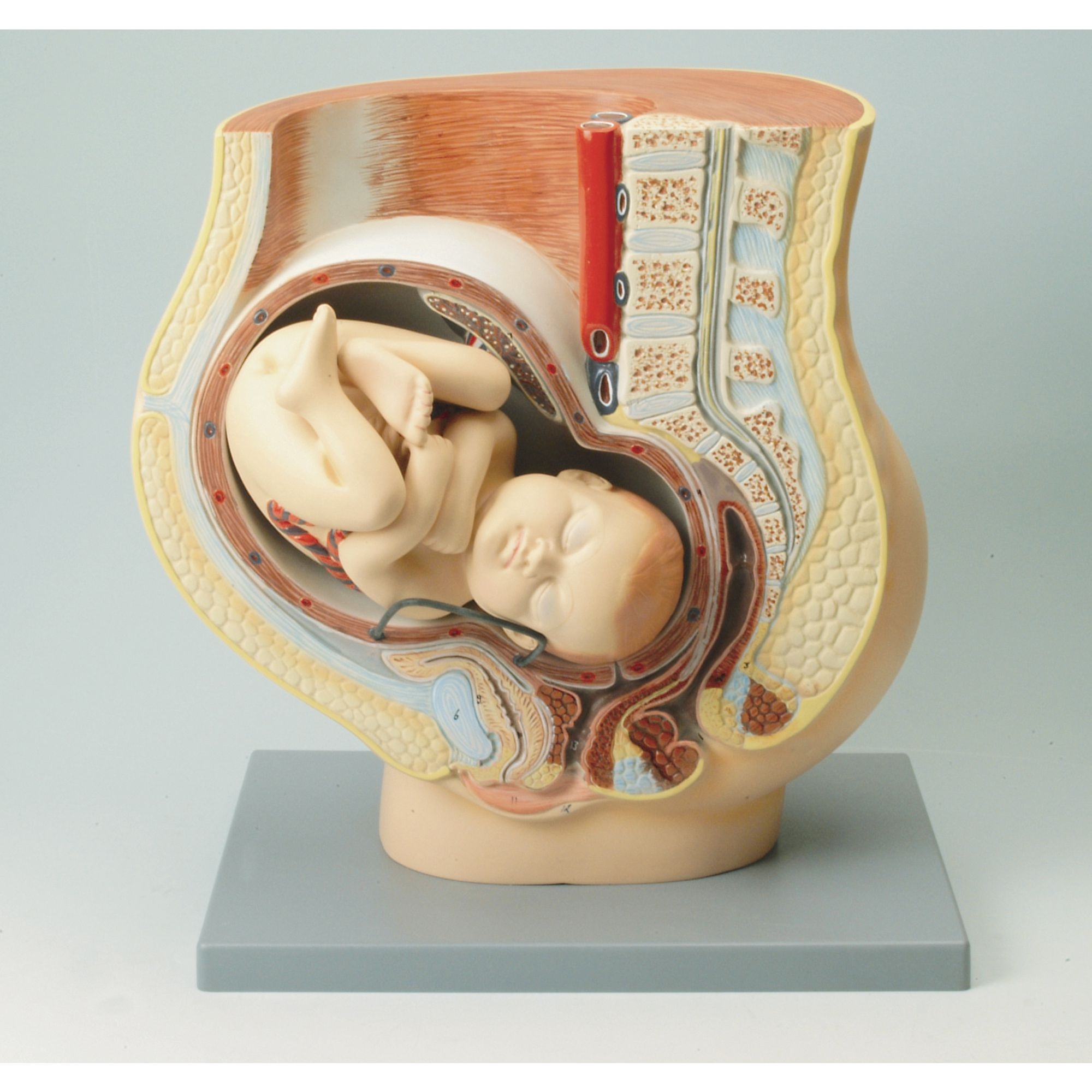 Human Foetus