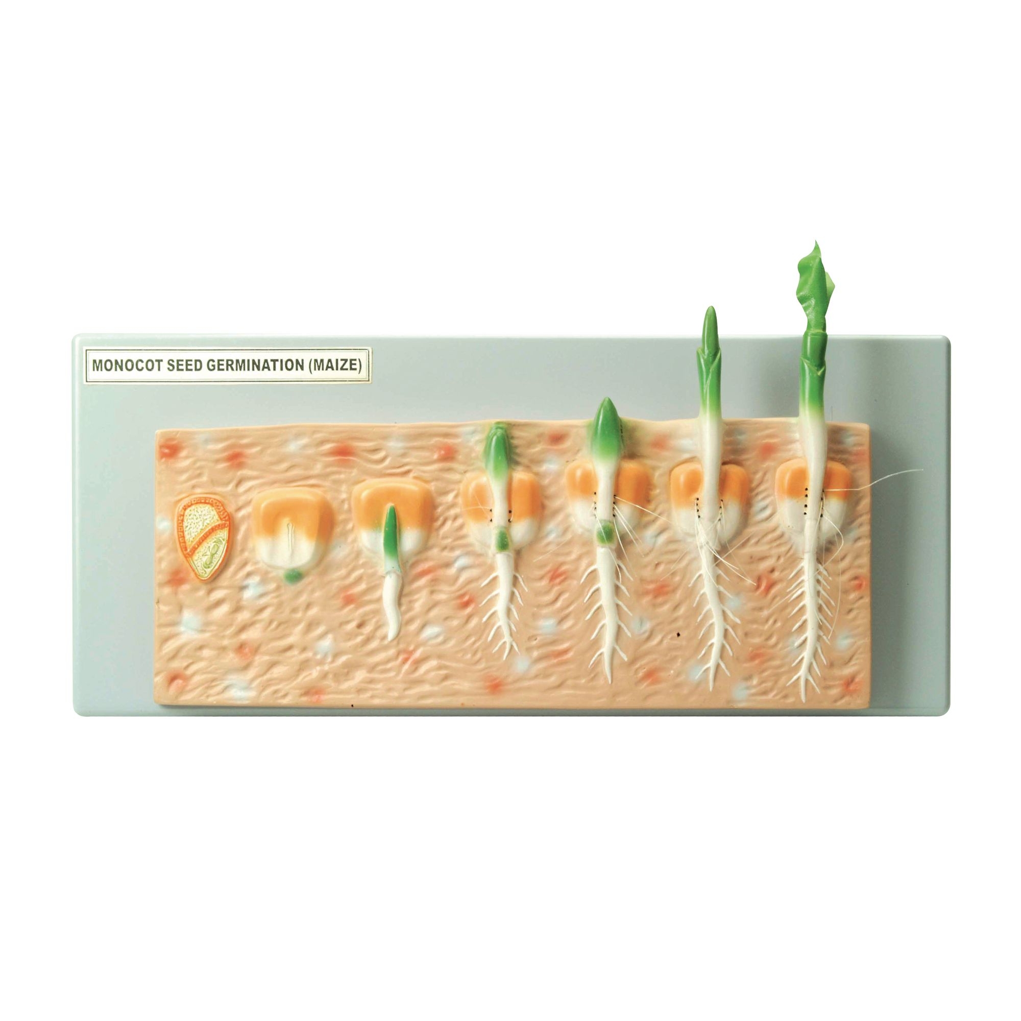 Monocot Seed Germination