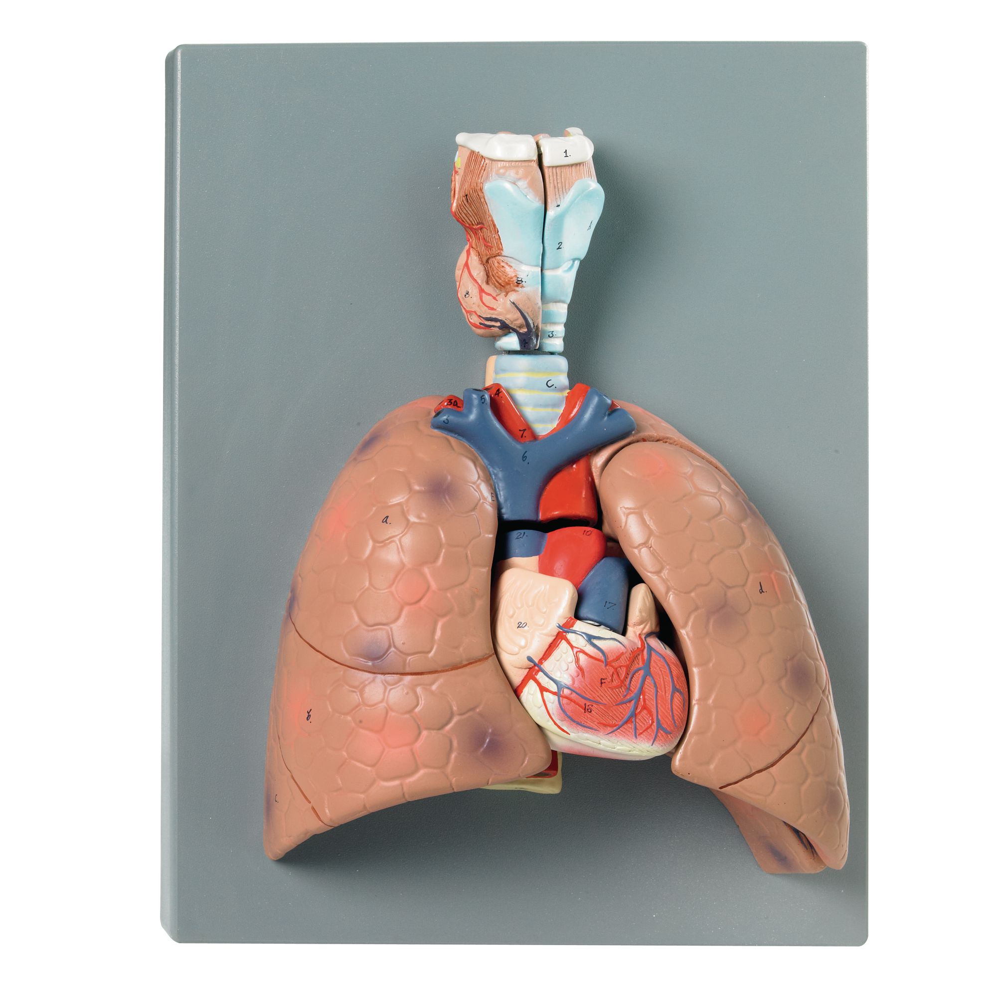 human-lung-model-b8r04621-gls-educational-supplies