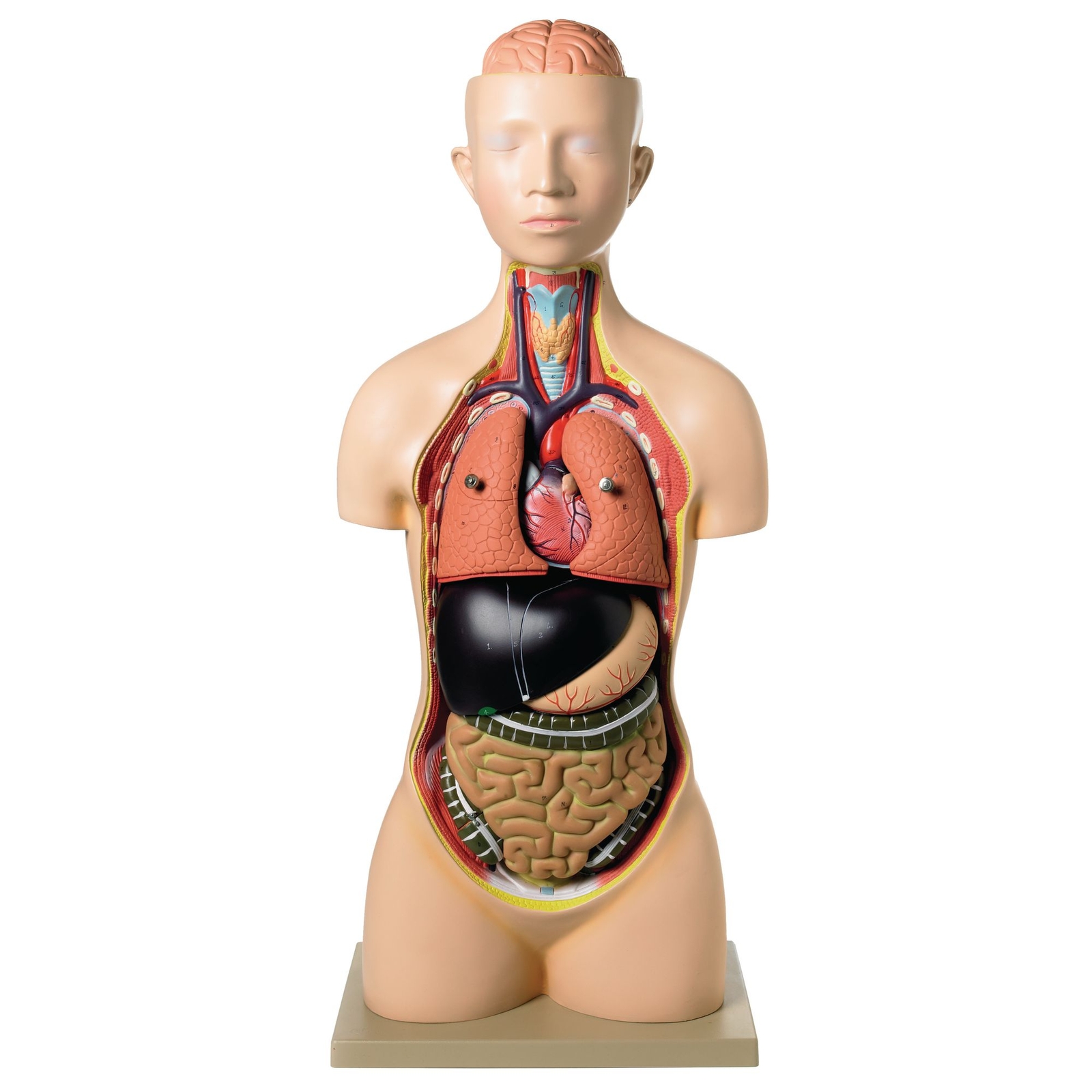 Economy Human Torso Model With Head