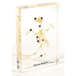 Product Image Front
