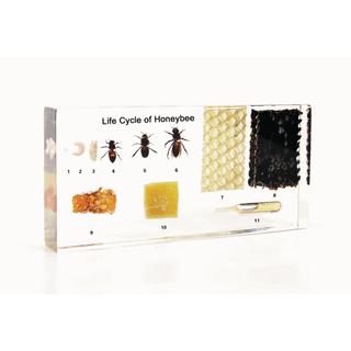 Product Image Front