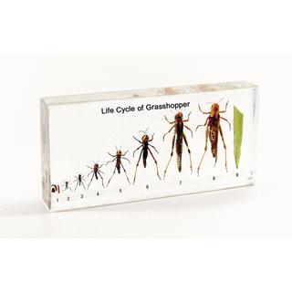 Product Image Front
