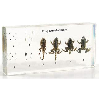 Product Image Front
