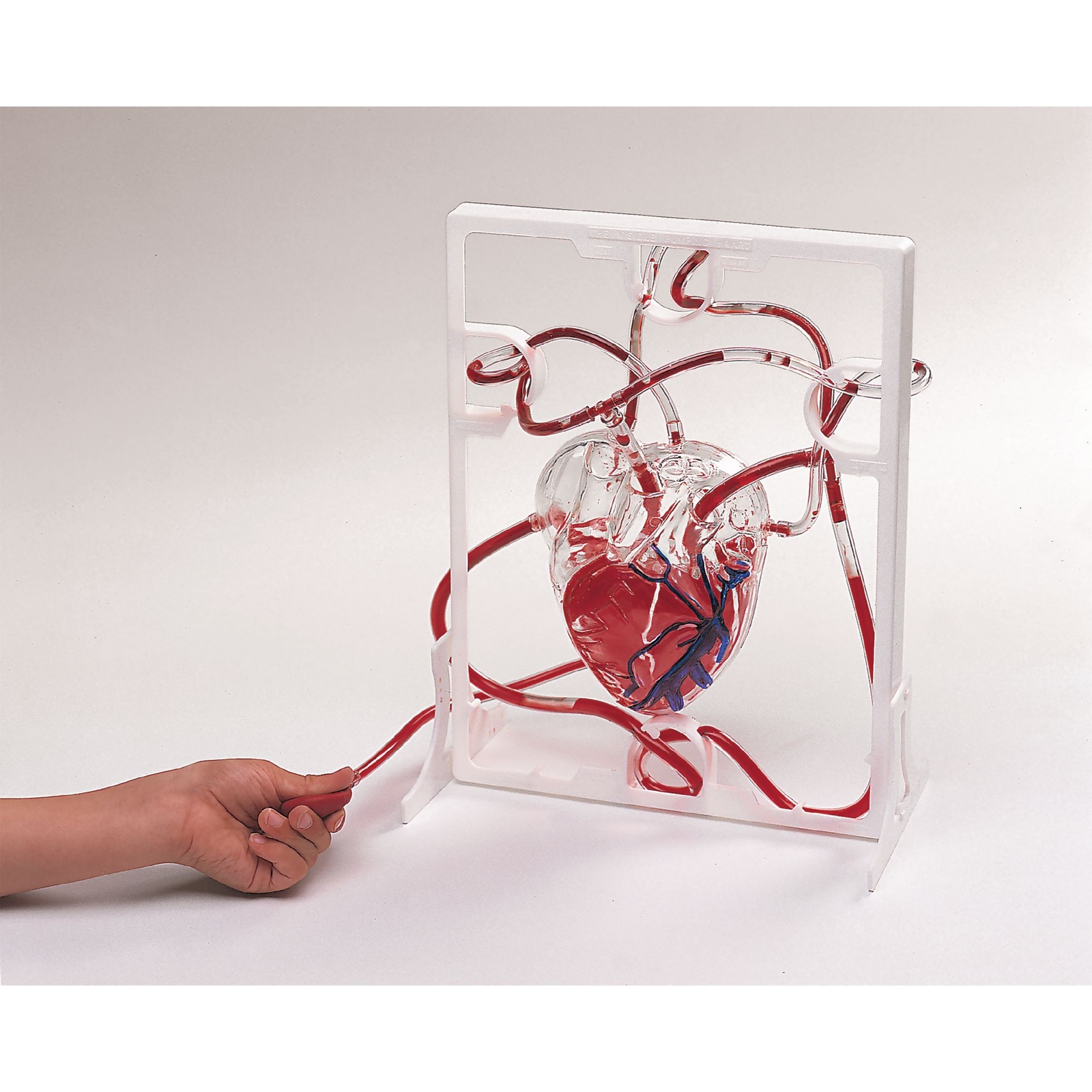 3D Pumping Heart