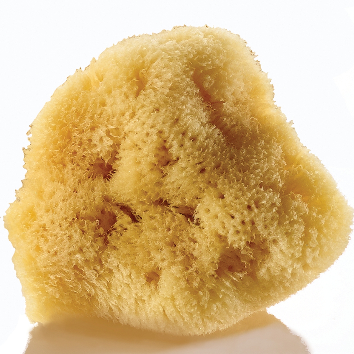 Artists' Sponge | D220A | Findel Dryad