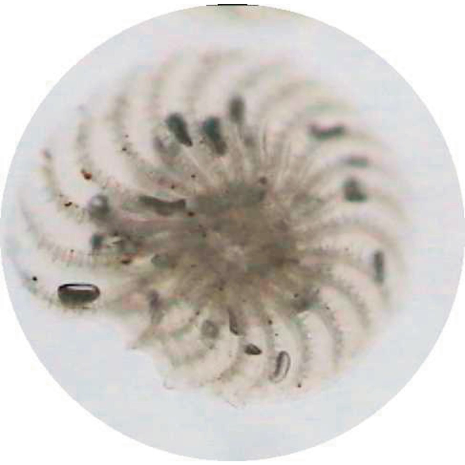 Paramecium Caudatum (z.1-30)