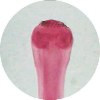 Product Image Front