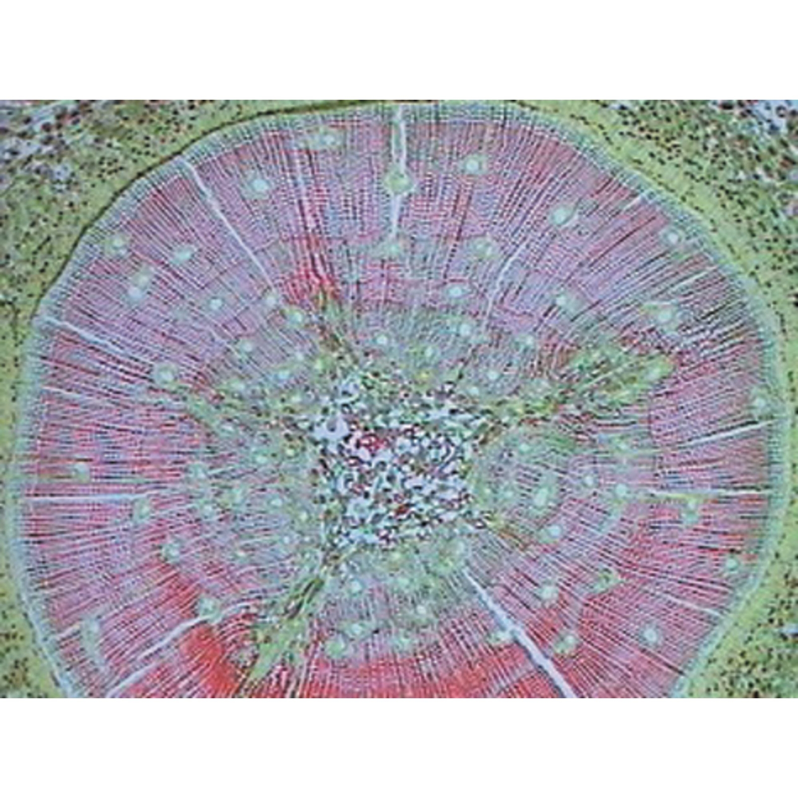Pinus Pollen W.m. (b.7-135)