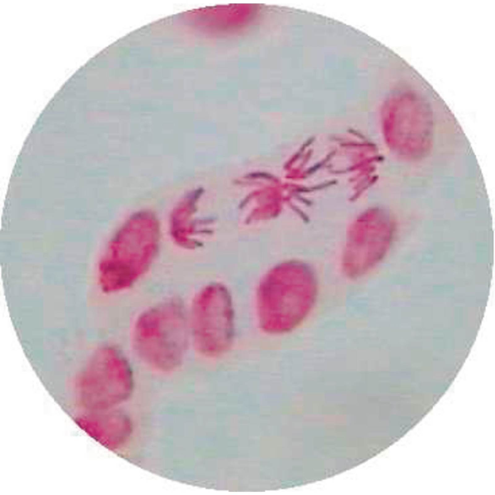 Allium Root Tip Stained For Mitosis