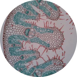 Product Image Front