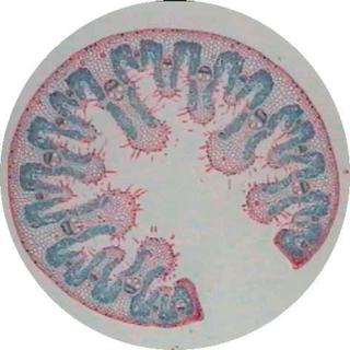 Product Image Front
