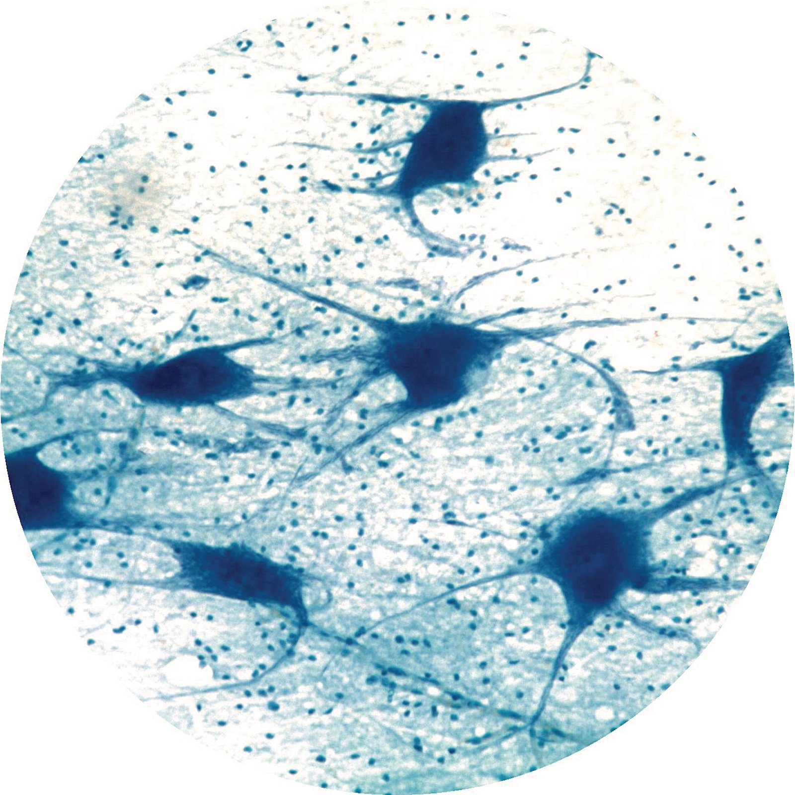 Nerve Cells Isolated Smear Of Spinal