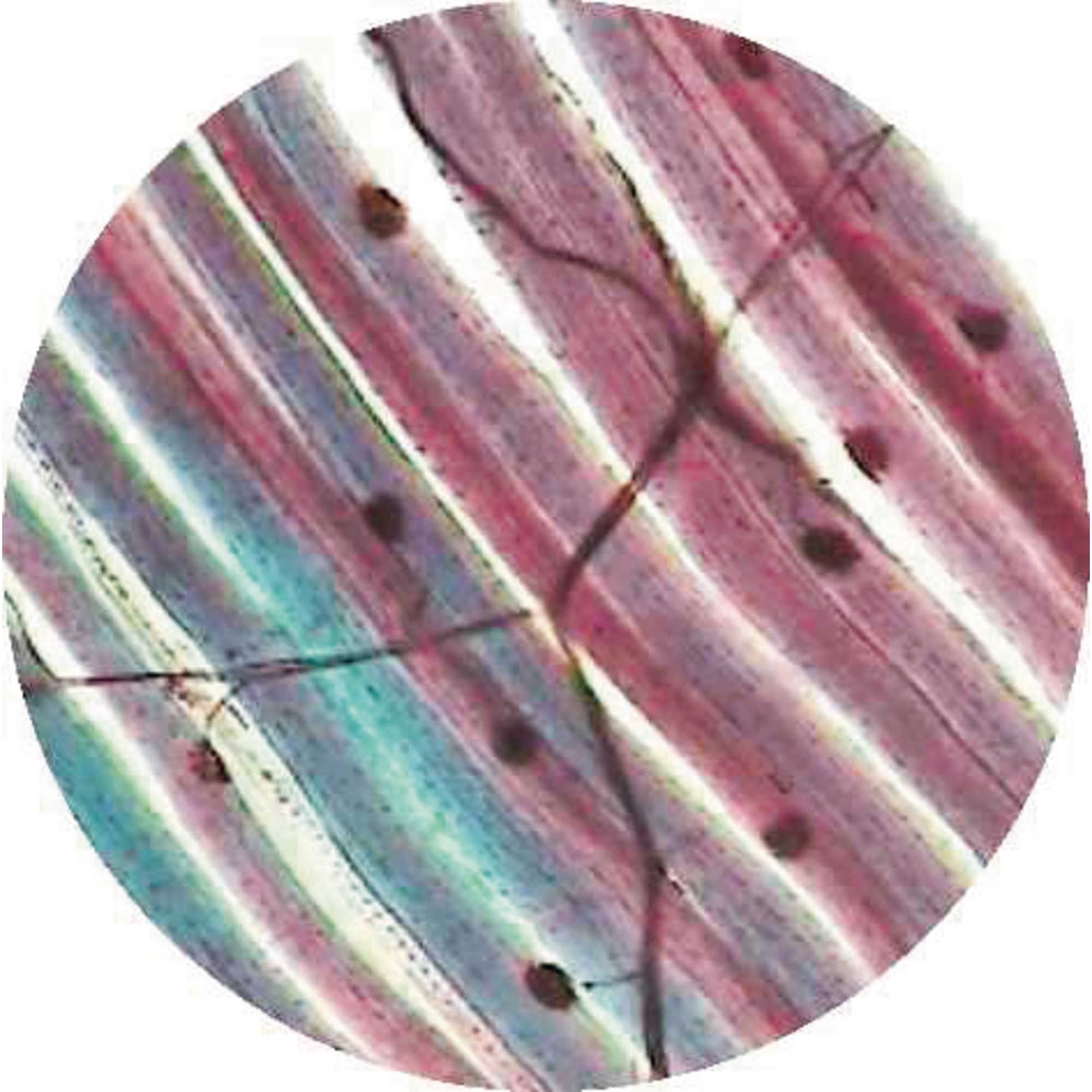 Spinal Cord T.s. (h.4-14)